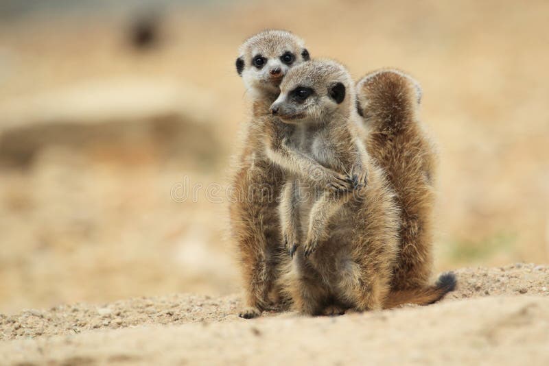 Young meerkats