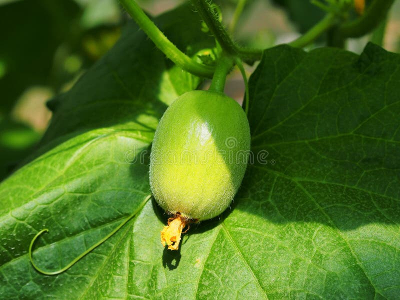 Young Melon Fruit Hanging On Tree. Stock Photo Image of baby