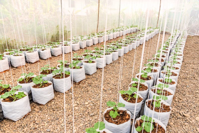 Young Melon Plant in White Plastic Bag in Glass House Stock Photo