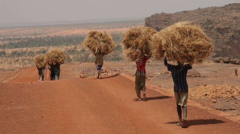 Giovani uomini che trasportano fieno, che viene utilizzato come mangime per gli animali.