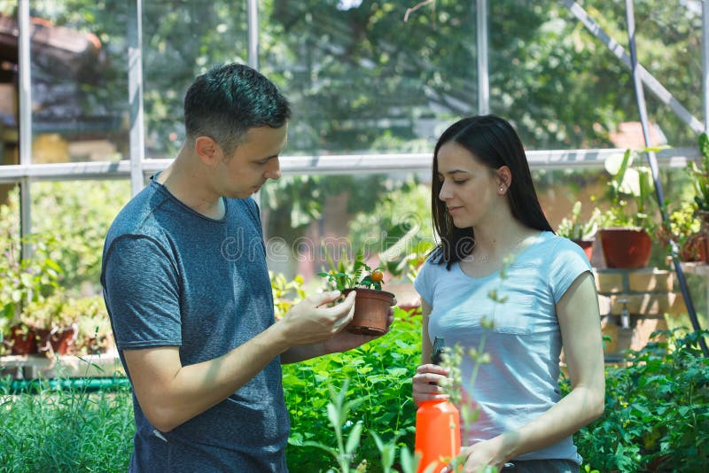 Young man and woman farmers growing tomatoes in a greenhouse stock photos Young man and woman farmers growing tomatoes in a greenhouse stock photos