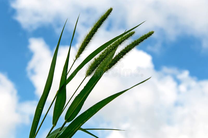 Young Millet Stalks Against a Clouded Sky Stock Image Image of grass