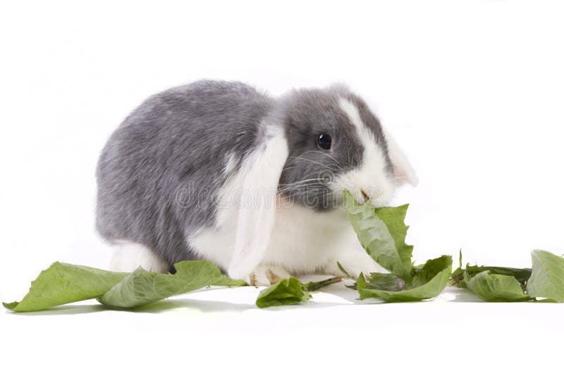 Young Minilop Rabbit Eating Leaves Stock Image Image of dutch