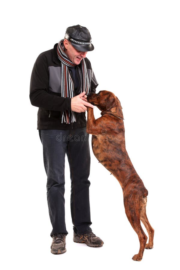 Young Mixedbreed / Boxer Dog Stock Photo Image of obedient, mixed