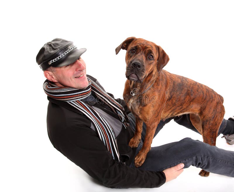 Young Mixedbreed / Boxer Dog Stock Photo Image of isolated, boxer