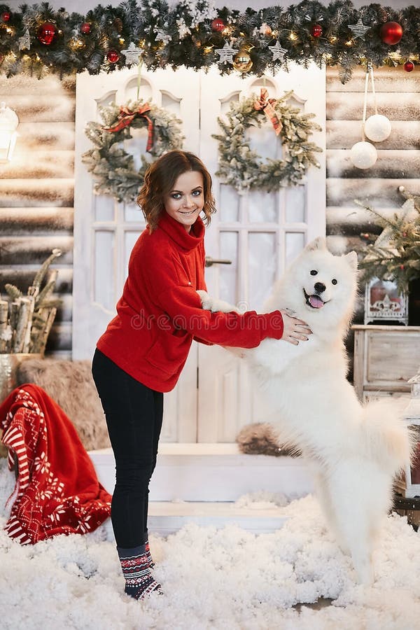 Young model woman in red sweater posing with fluffy Samoyed dog against the background of the New Year. Happy girl in