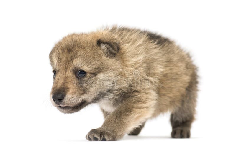 Young Mongolian wolf, or grey wolf, one month old, isolated