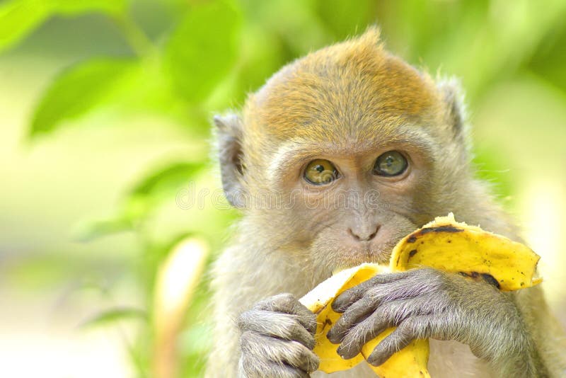 Young monkey eating banana stock photo. Image of brown 96032872