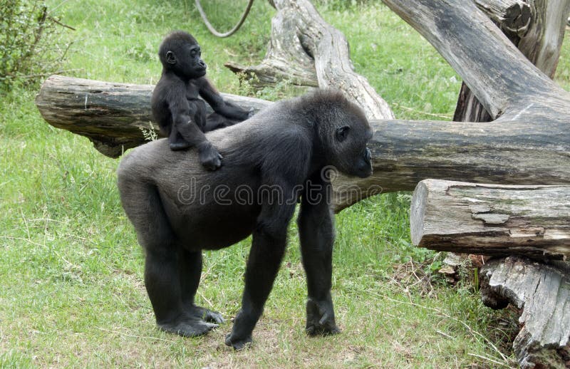 Young monkey on mothers back