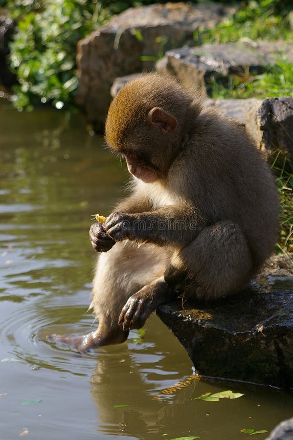 Young monkey sitting by a pond stock photos