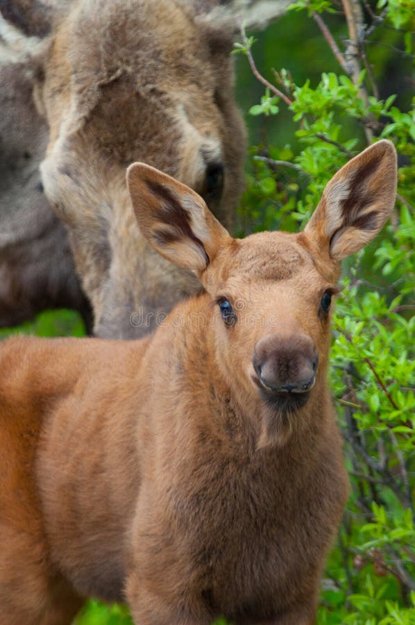 Young Moose Young moose stock photo. Image of face, forest, scent - 34833984