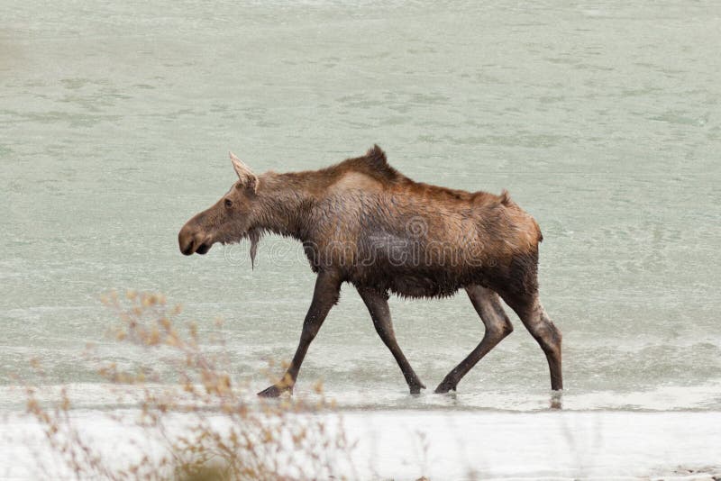 Young moose wading in shallow water of frozen lake