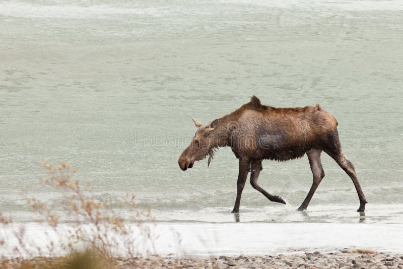 Young moose wading in shallow water of frozen lake