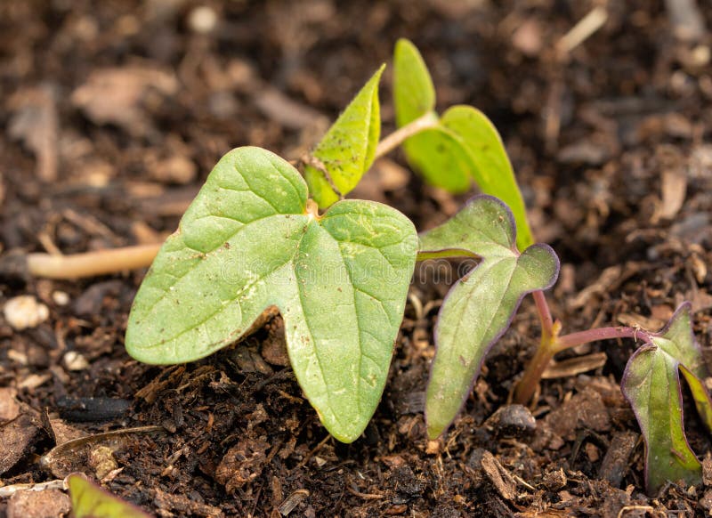 morning glories seedlings morning glories seedlings