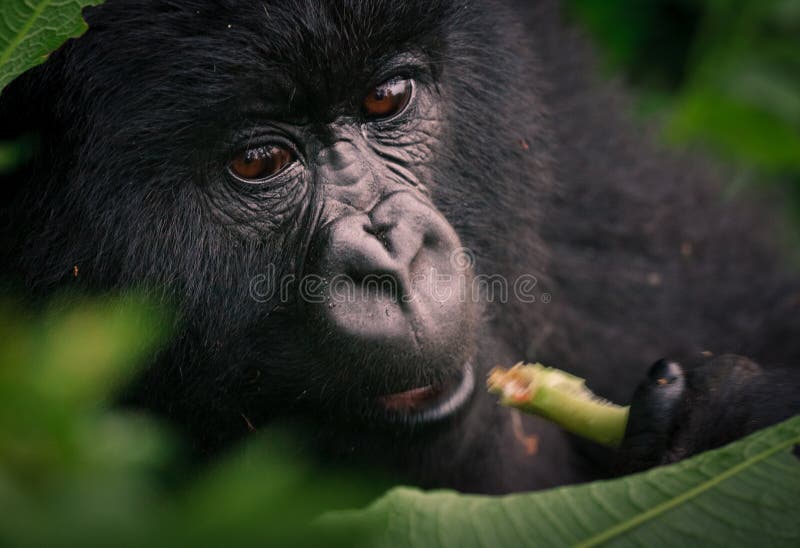 Horské Gorily s hlboké hnedé oči jesť v Rwande.