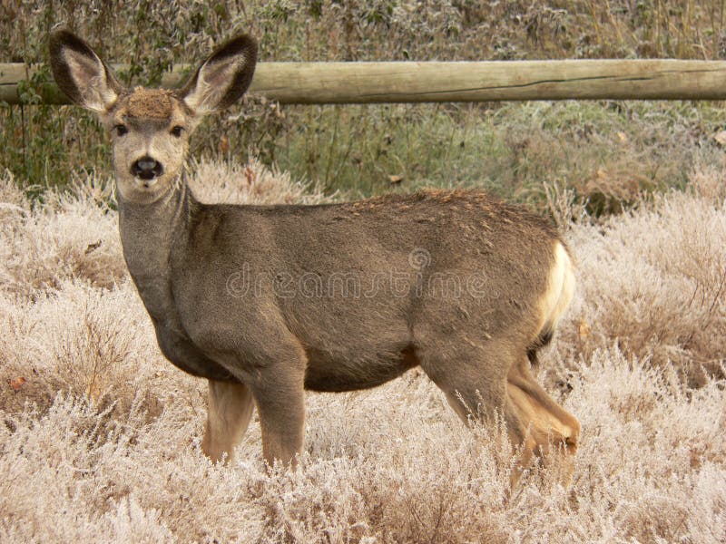 Young Mule Deer