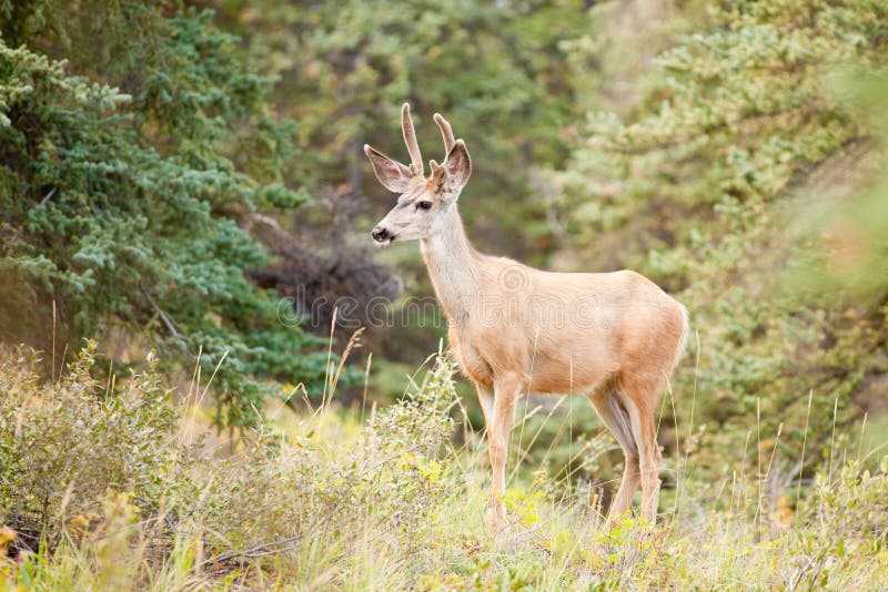 Young Mule Deer Buck with Velvet Antlers in Taiga Stock Photo - Image ...
