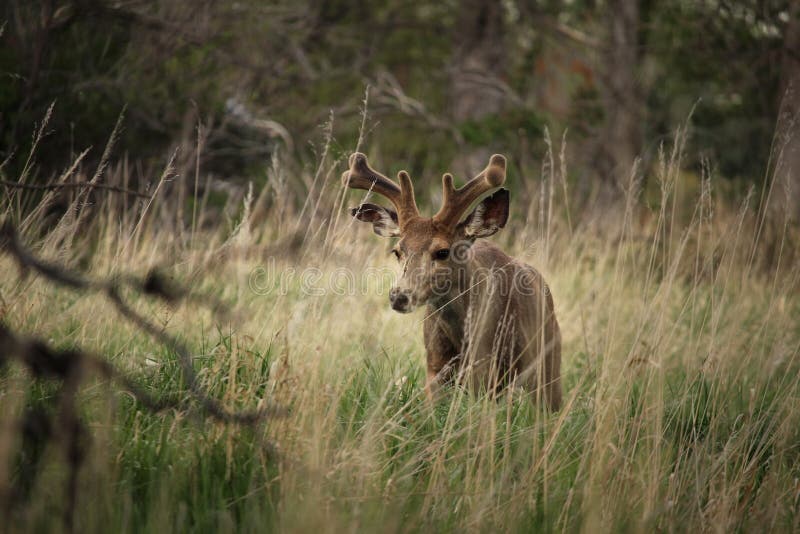 A young mule deer buck walks slowly through the grass.