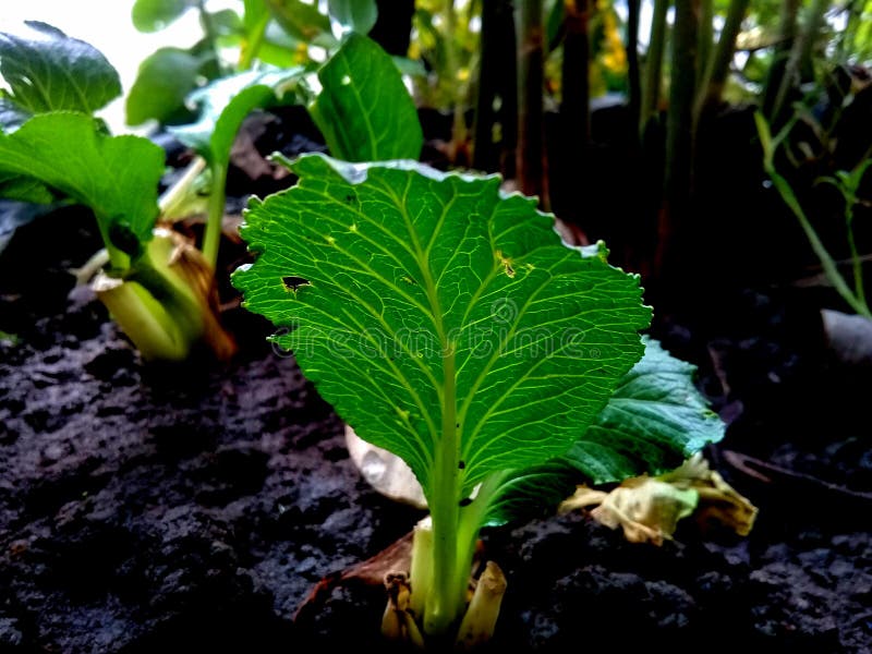 Young Mustard Plants in Pots Stock Image Image of tree, flower 253065653