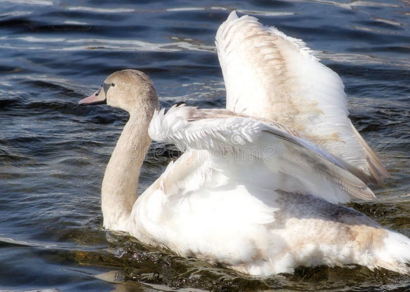 Young Mute Swan stock image. Image of feathers, muteswan 18876875
