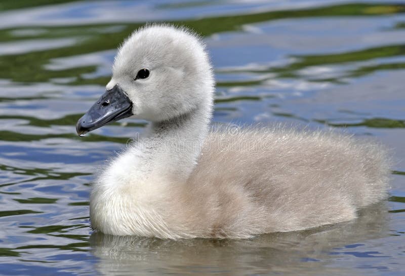 Young Mute Swan Chick stock image. Image of beak, baby 38150887