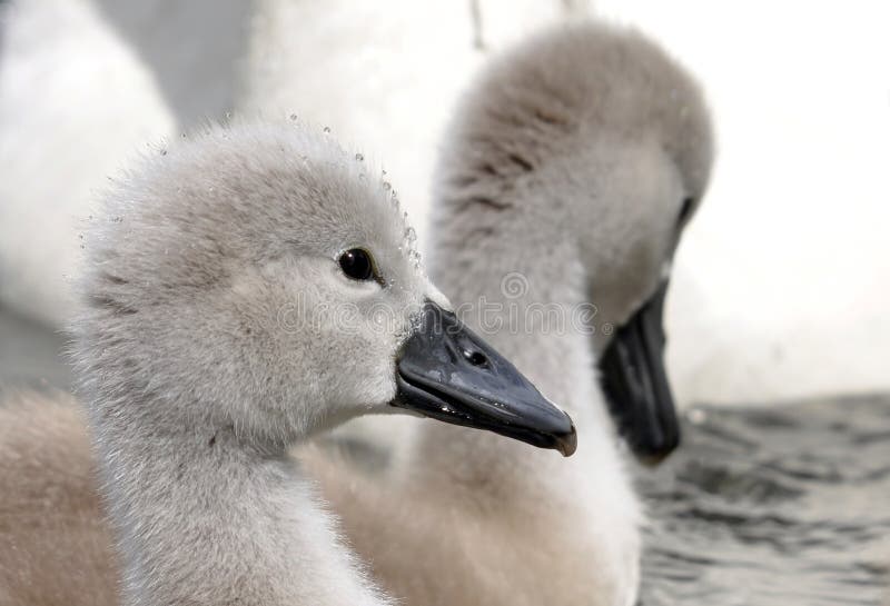 Young Mute Swan Chick stock photo. Image of olor, 38150916