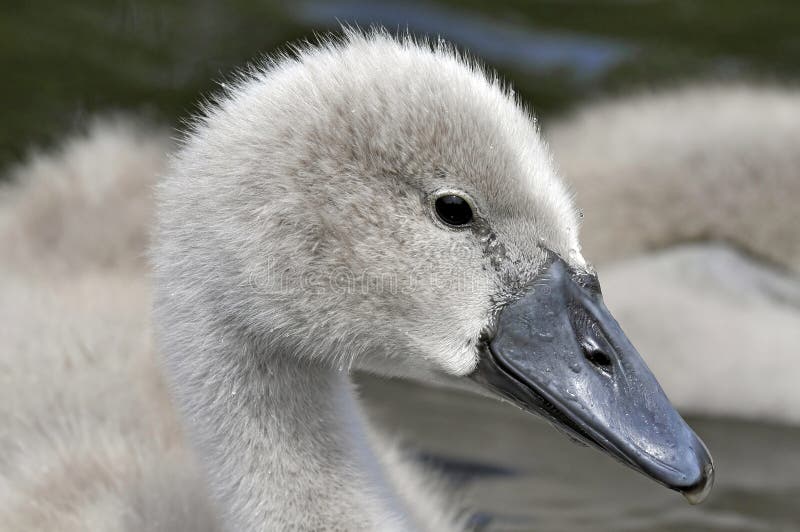 Young Mute Swan Chick stock photo. Image of season, wild 38150970