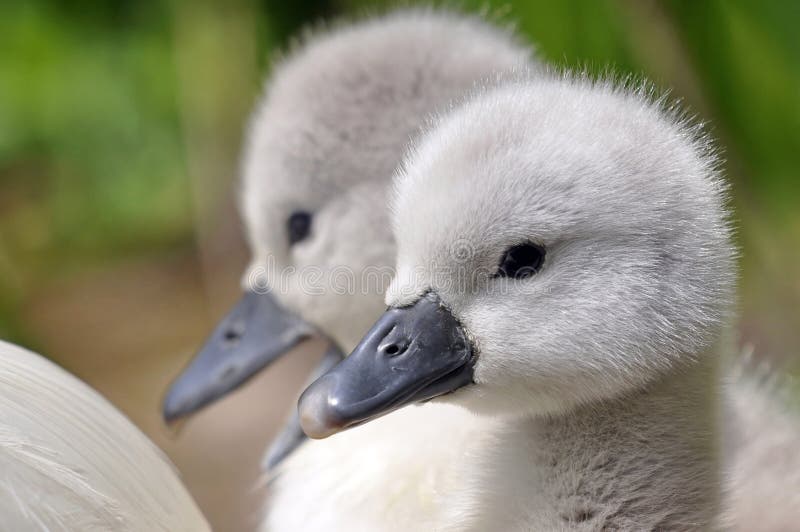 Young Mute Swan Chicks Royalty Free Stock Image Image 38150886
