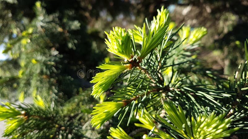 Young fir needles. royalty free stock photos Young fir needles. royalty free stock photos