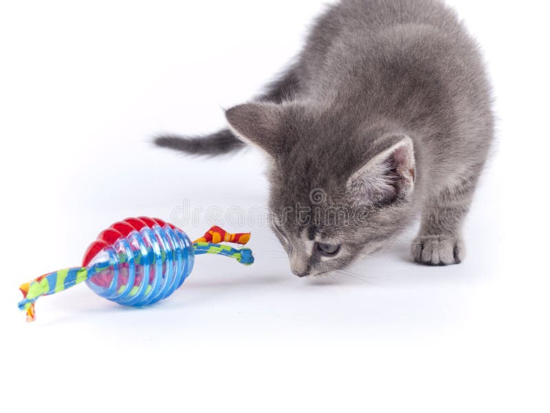 Young nine weeks old fluffy grey striped kitten with a toy