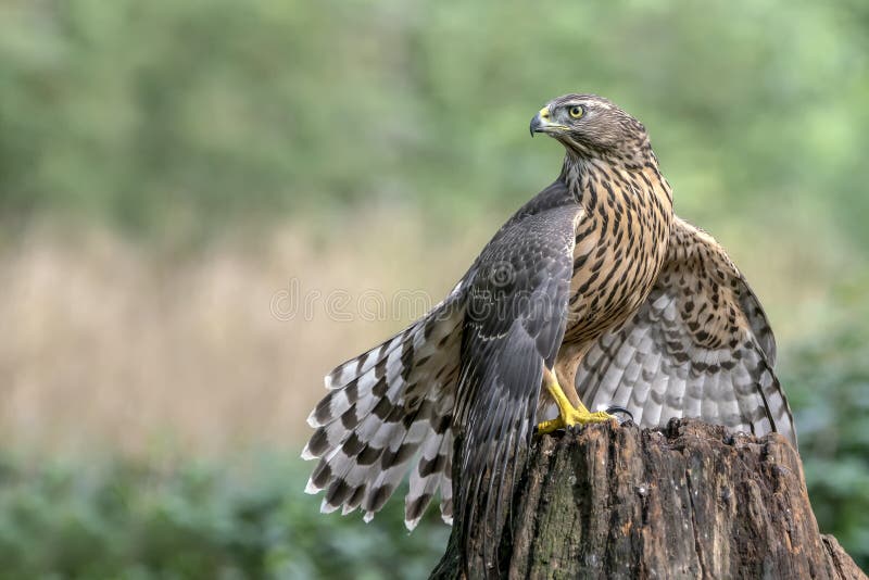 Young Northern Goshawk Accipiter gentilis on a branch in the forest. Whriting space. stock image Young Northern Goshawk Accipiter gentilis on a branch in the forest. Whriting space. stock image