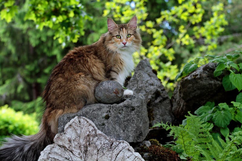 Young Norwegian forest cat female sitting in garden and looking at the photographer. Young Norwegian forest cat female sitting in garden and looking at the photographer