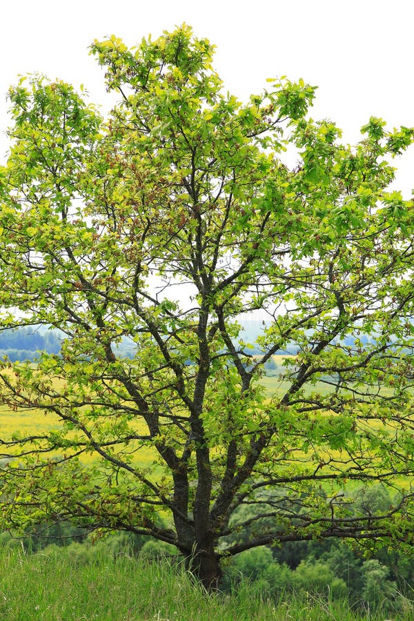9,146 Young Oak Tree Stock Photos Free & RoyaltyFree Stock Photos