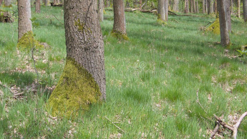 Young Oak Forest with Moss