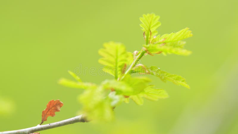 Young oak in the forest in spring. Young oak foliage or quercus robur in spring. Close up. stock photo