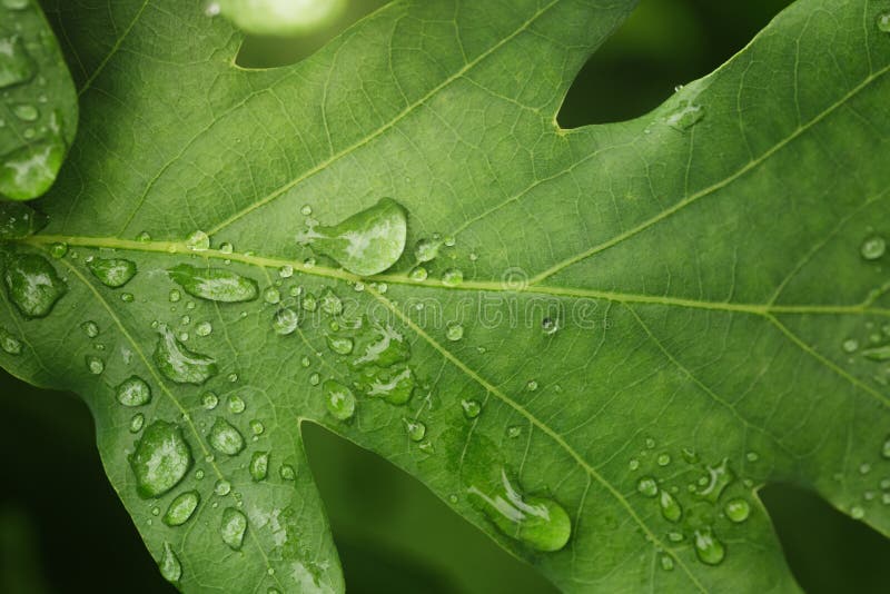 Young oak leaf with rain drops