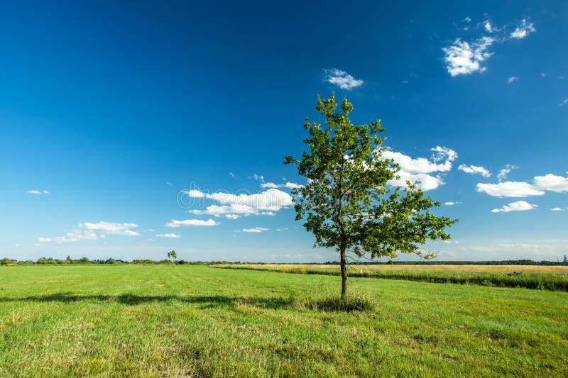 Young oak on the meadow stock image. Image of summer - 155766753