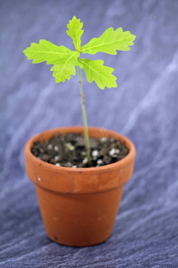 Oak seedling stock image. Image of young, spring, tree 804799
