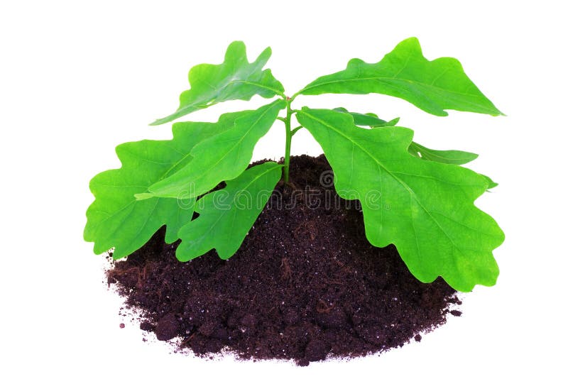 Young oak tree stock image. Image of ground, closeup 14930247