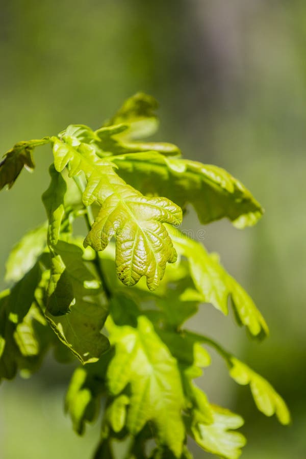 9,166 Young Oak Tree Stock Photos Free & RoyaltyFree Stock Photos