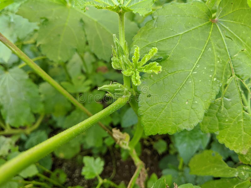 Young Okra or Lady`s Finger Growing on a Plant Stock Photo Image of