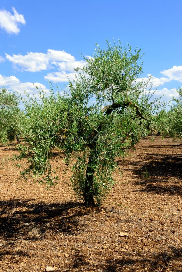 Young Olive Tree stock photo. Image of tree, field, organic 32257174