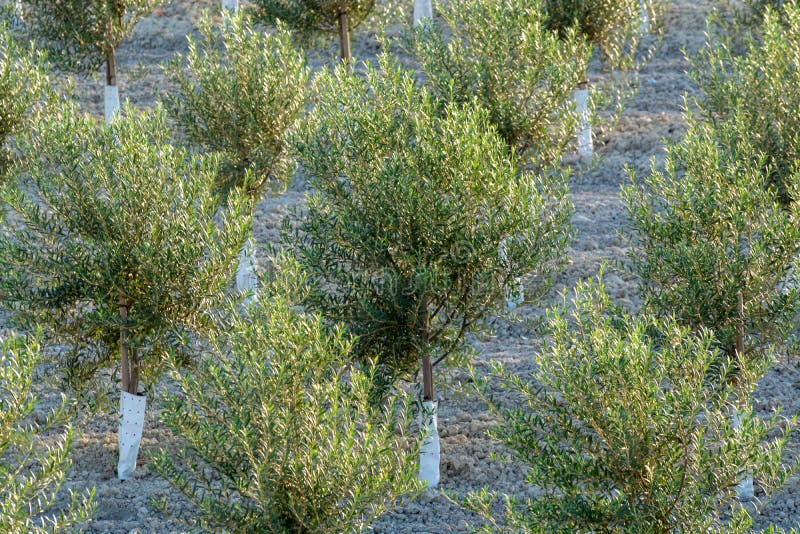 103 Hill Young Olive Trees Stock Photos Free & RoyaltyFree Stock