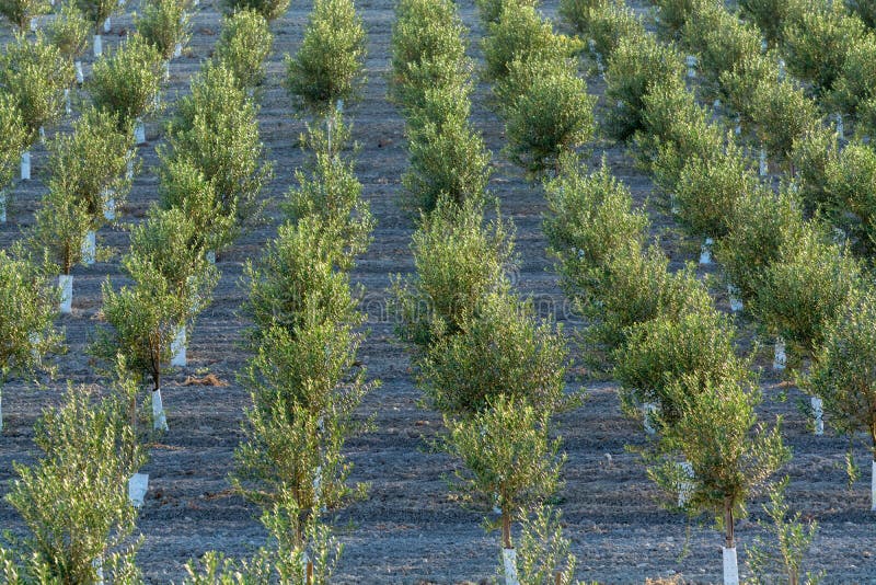 Country Olive Young Trees Hill Field Stock Photos Free & RoyaltyFree