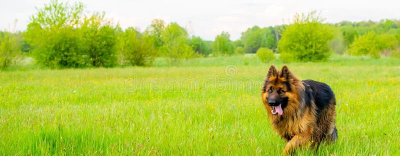 Young One-year-old German Shepherd in Nature Stock Image - Image of park,  posing: 219965553