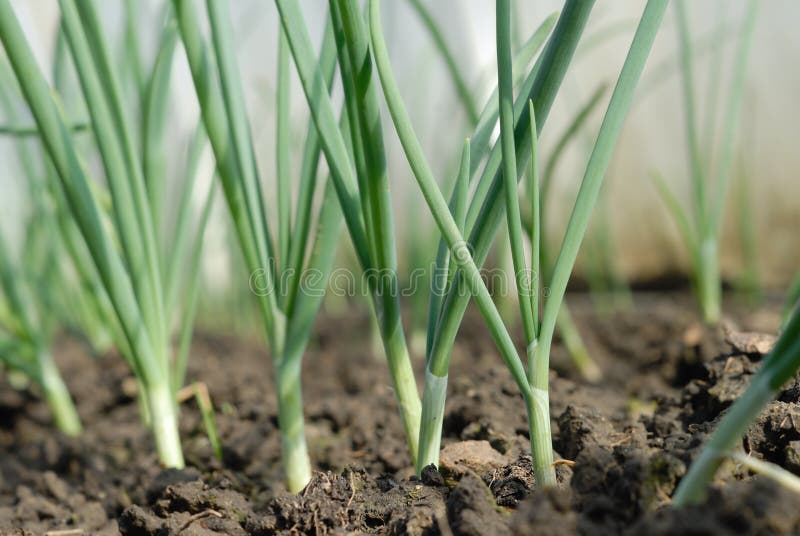 Young onion stock photo. Image of vegetable, growth, sunlight 19197118