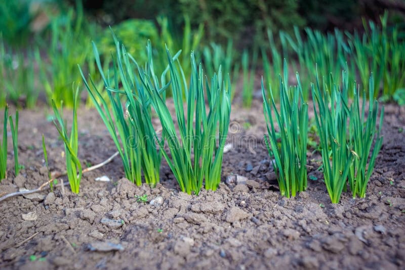 Young onion in the garden stock image. Image of farm 115157223