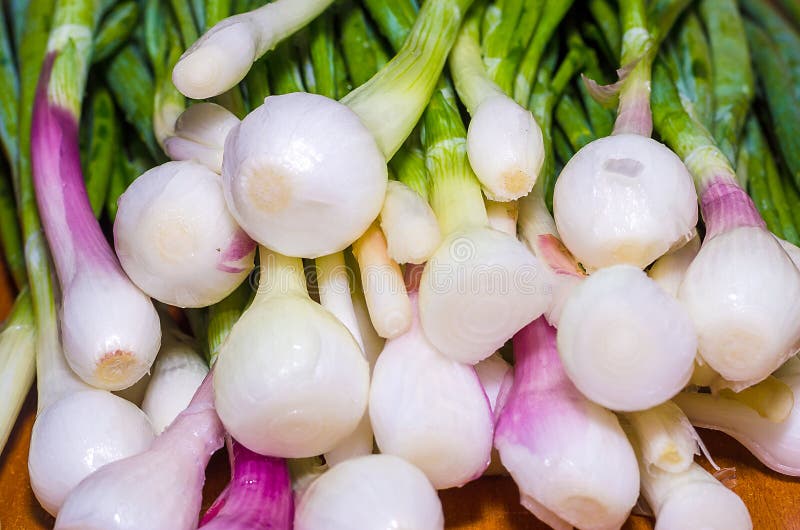 Young Onion Green Onion Closeup Stock Photo Image of cook, group