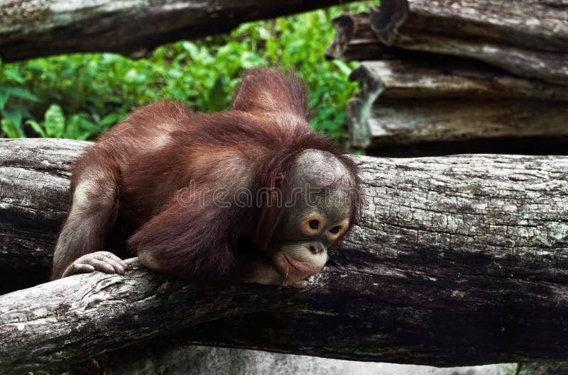 Young orangutan (Pongo pygmaeus) royalty free stock photos