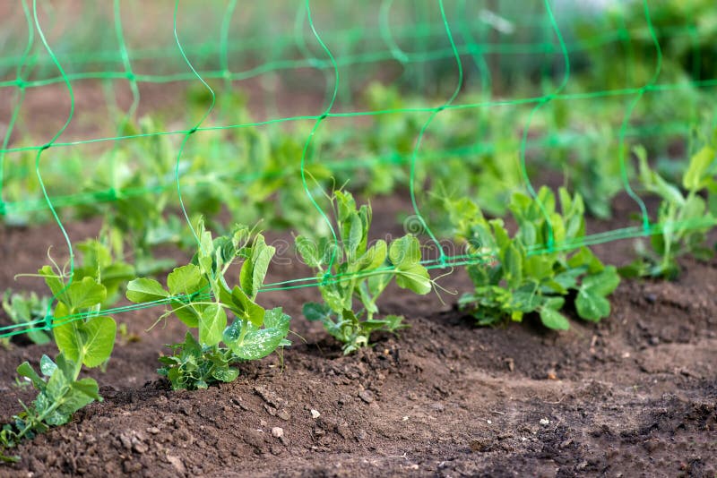 Young Organic Pea Plants in the Garden Creeping through a Grid Stock